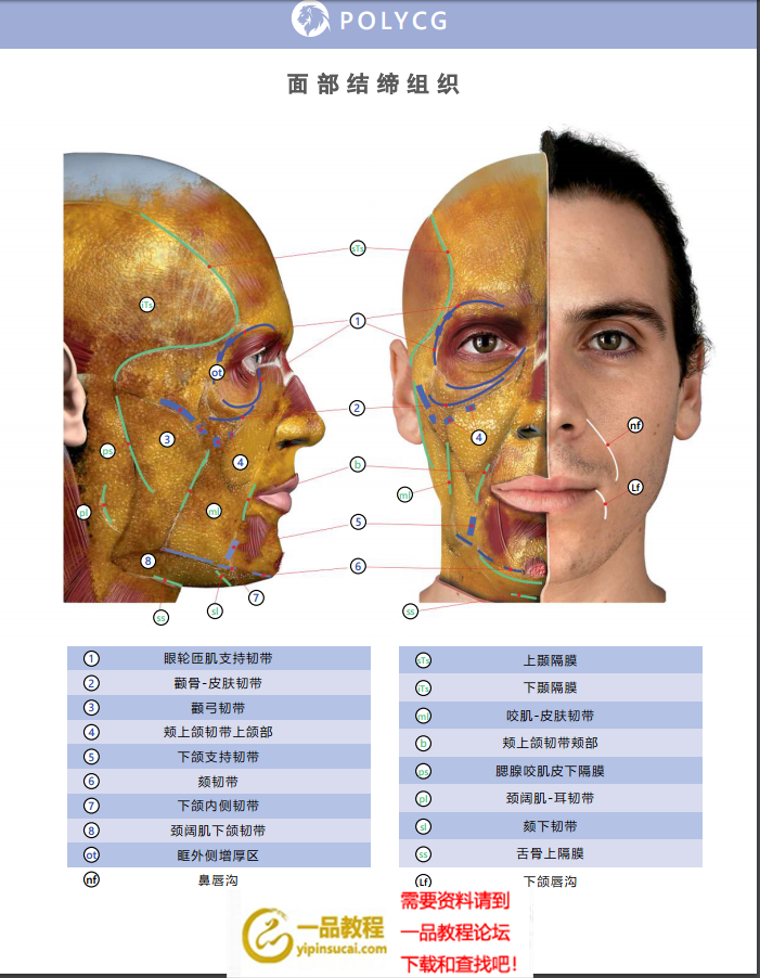 人体面部表情艺用解剖书籍杂志_设计教程_其它未分类_一品素材教程网